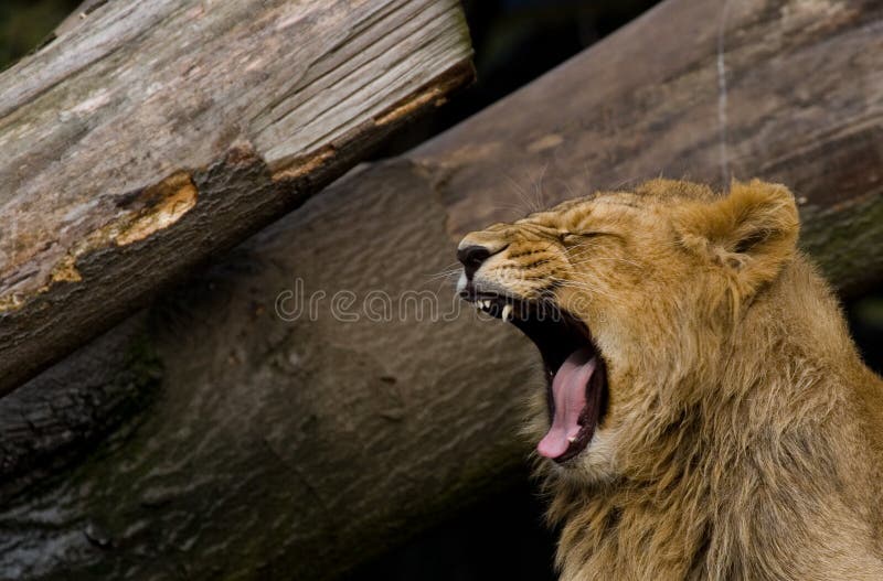 A young lion roaring , with its fangs showing