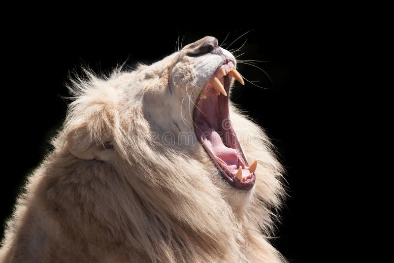 Lion Roars In The Grass With His Mouth Open Background, Lion Roaring  Picture Background Image And Wallpaper for Free Download