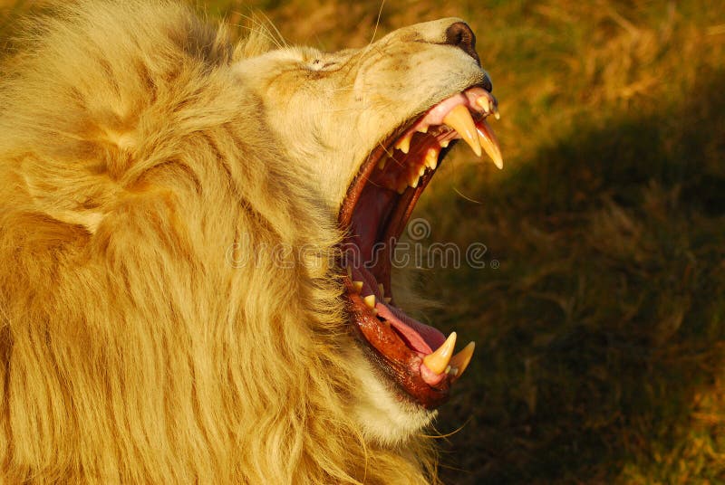 Externo perfil retrato el gran extrano blanco desplegado su peligroso afilado dientes mientras rugido.