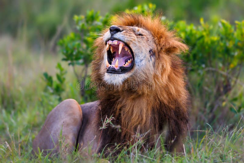 Lion Ron rujindo no Masai Mara