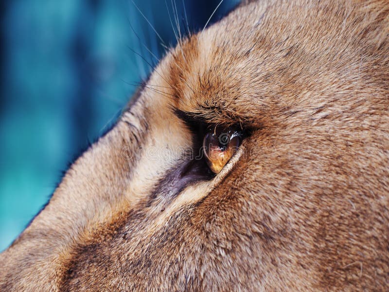 Lion eye stock photo. Image of endangered, dangerous, beast 1450210
