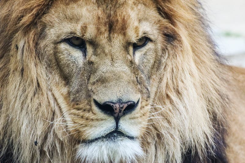 Lion`s head. King of animals