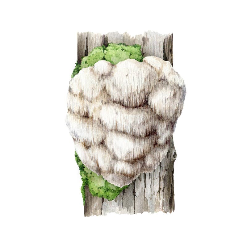 Lion&x27;s mane mushroom growing on a mossy tree trunk. Watercolor illustration. Hand painted Hericium erinaceus fungus