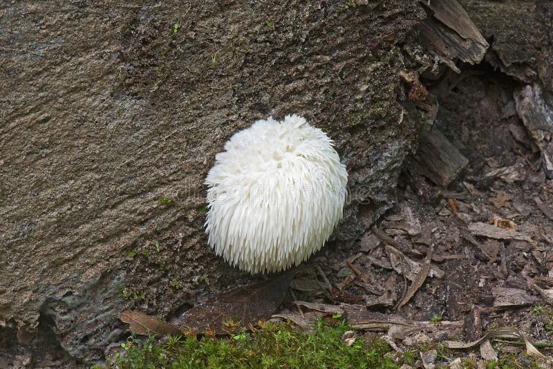 Lion`s mane mushroom