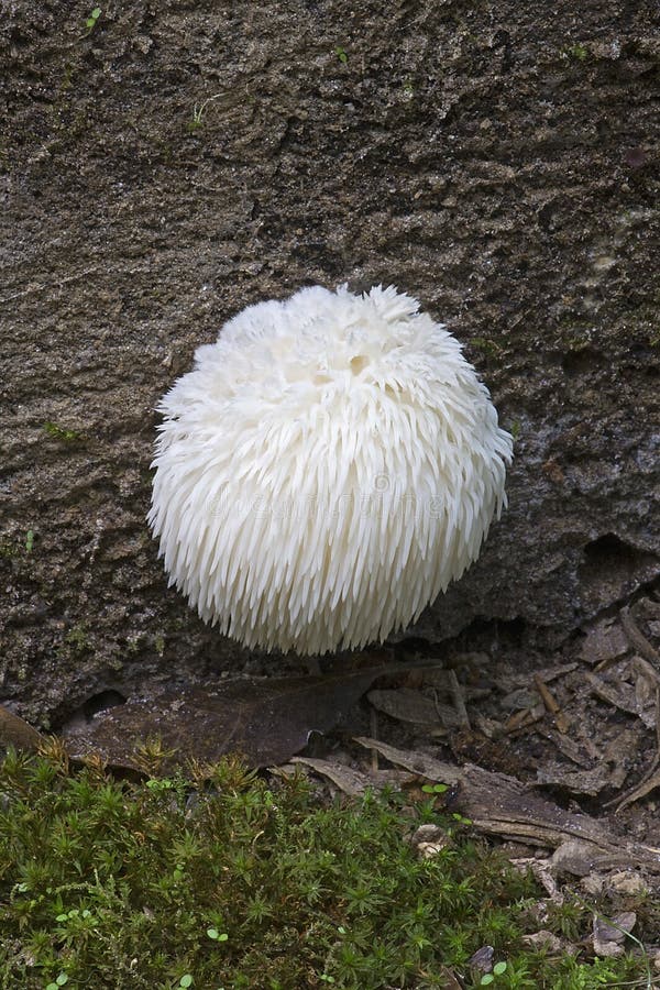 Lion`s mane mushroom