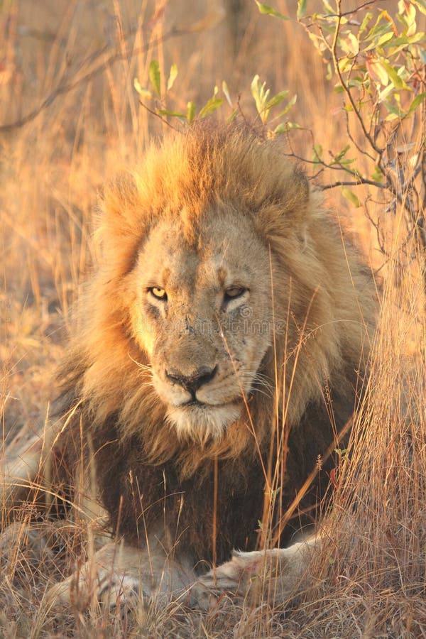 Lion in Sabi Sands