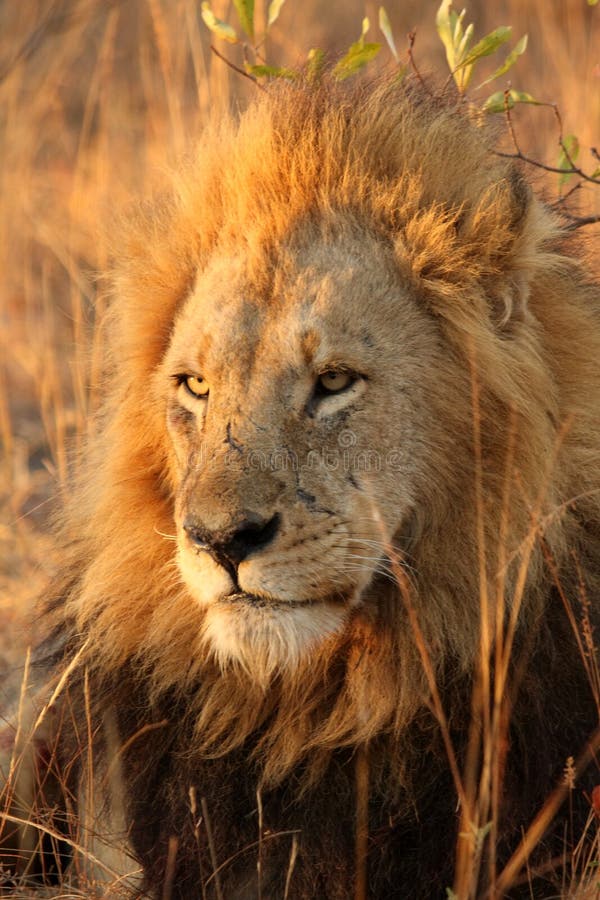 Lion in Sabi Sands