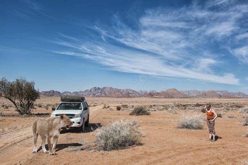 Safari de leões foto de stock