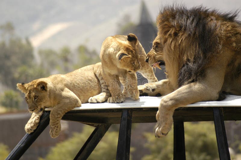 lion cubs with father and mother