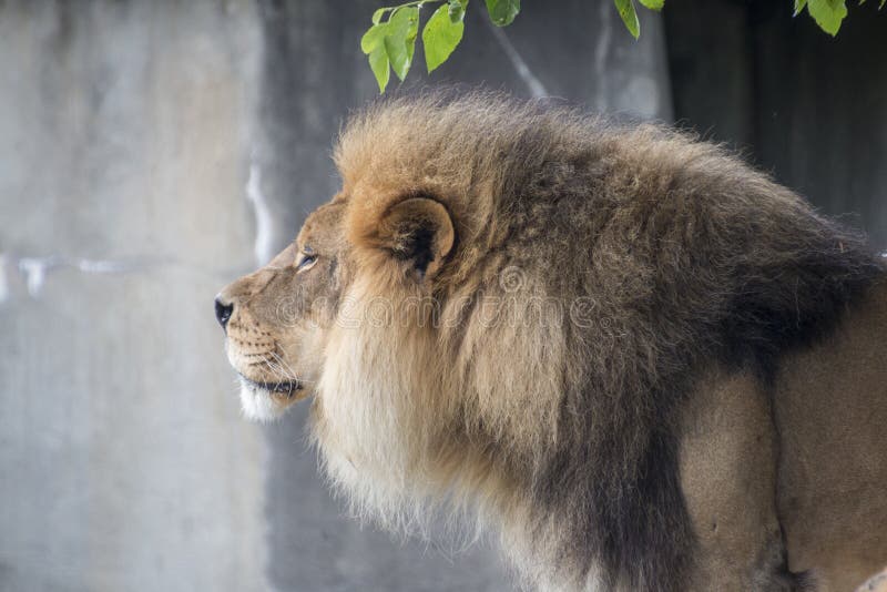 Lion sentant la brise photos libres de droits Lion sentant la brise photos libres de droits