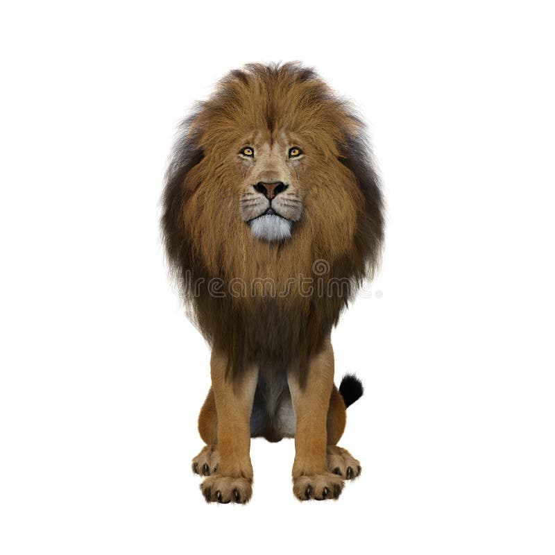 Adult Male Lion Standing and Roaring Stock Image - Illustration of king ...
