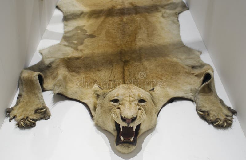 in the skin of a lion in the skin of a lion