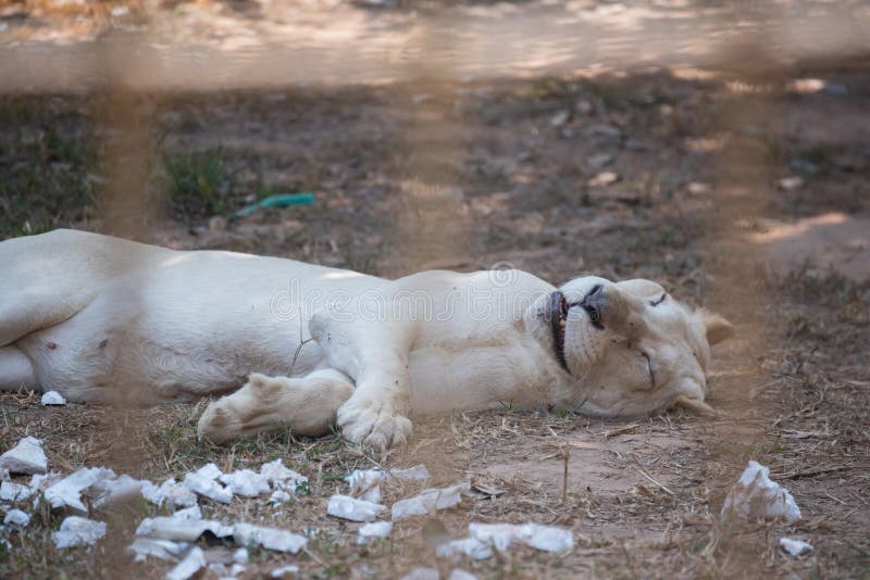 Lion Sleep in the Cage at the Zoo Stock Image Image of nature