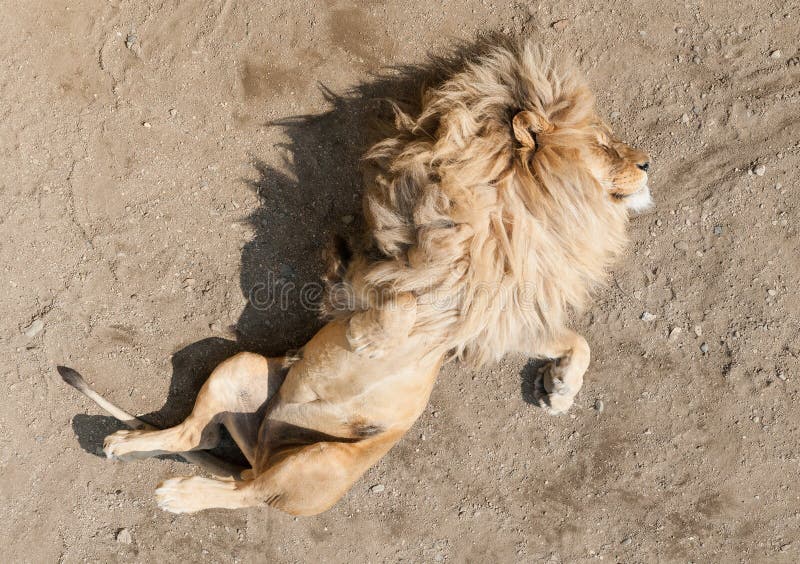 Maestoso leone appoggiata sulla sua schiena, sdraiato sul terreno polveroso, guardando dalla fotocamera.