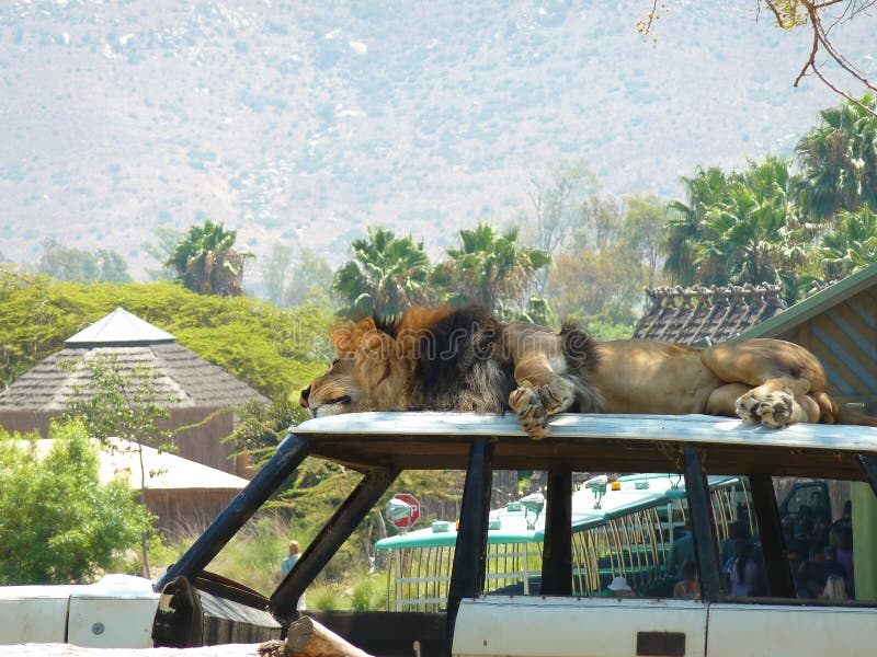 Lion sleeping on a car stock photos Lion sleeping on a car stock photos