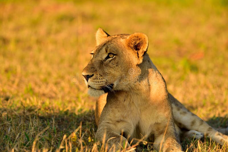 Lion South Africa femenino imagen de archivo Lion South Africa femenino imagen de archivo