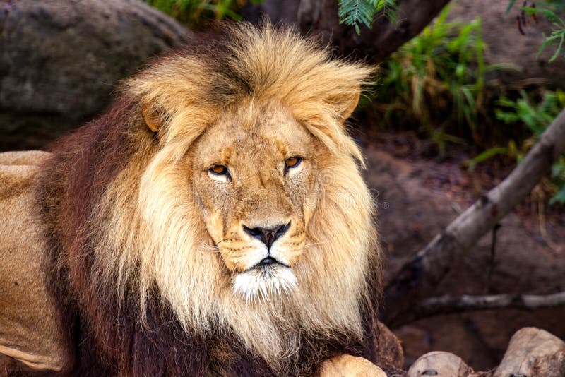 An african lion stock image. Image of animal, predator - 172411049