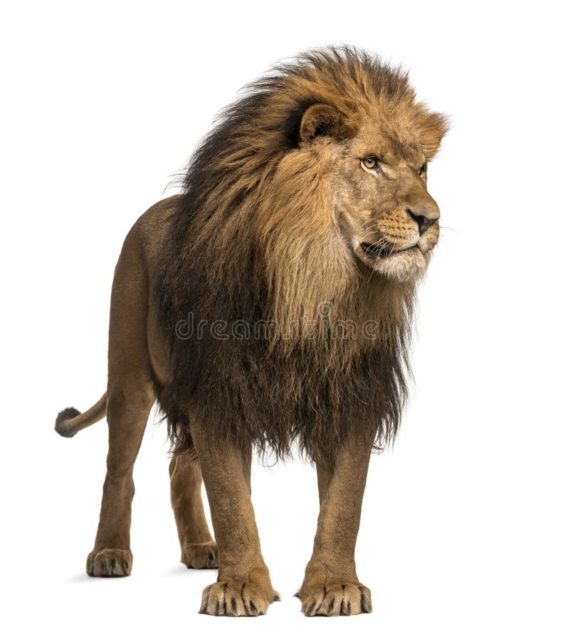 Side View of a Lion Walking, Looking Down, Panthera Leo, 10 Years Old ...
