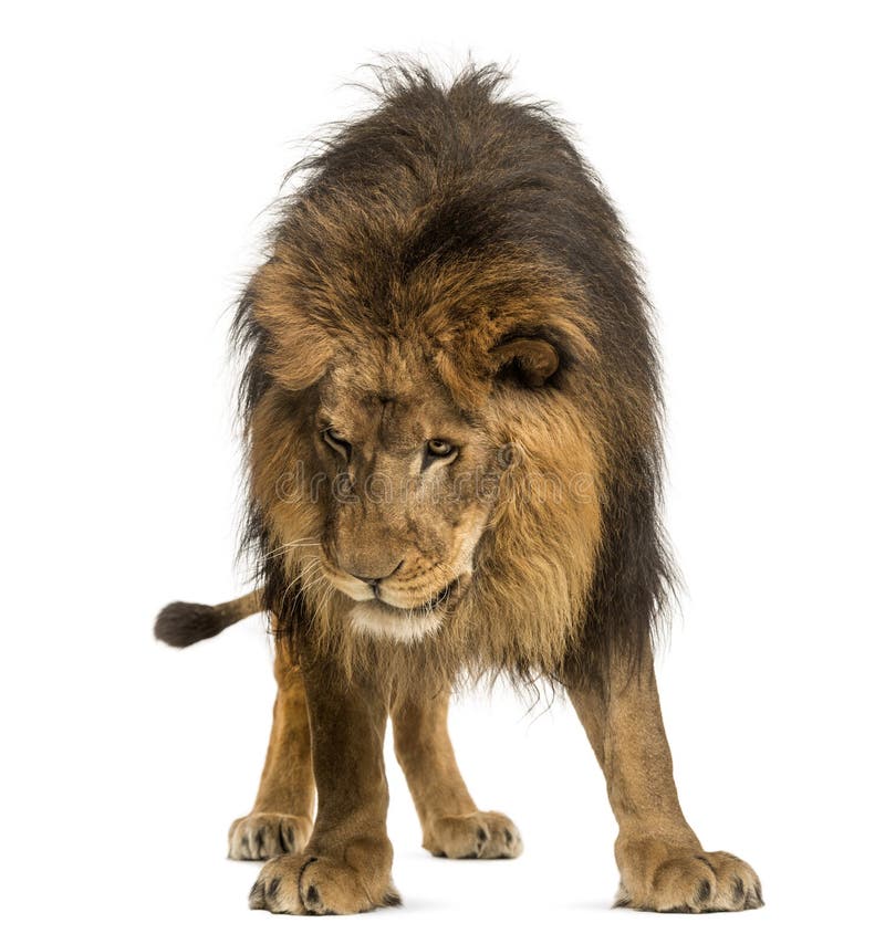 Lion standing, looking down, Panthera Leo, 10 years old, isolate stock images Lion standing, looking down, Panthera Leo, 10 years old, isolate stock images