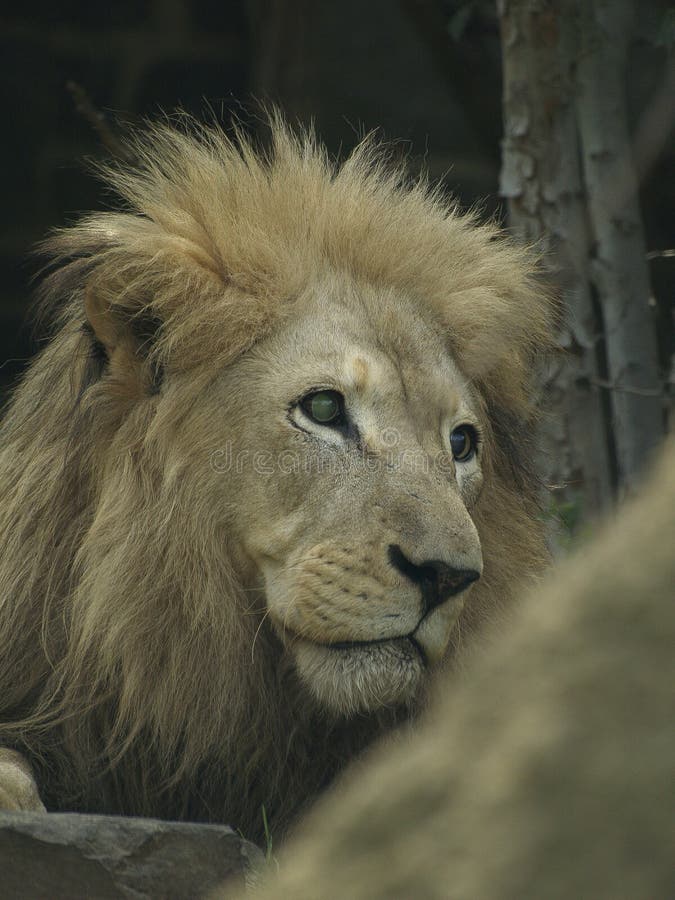 Lion Stares Out To Side photos libres de droits Lion Stares Out To Side photos libres de droits