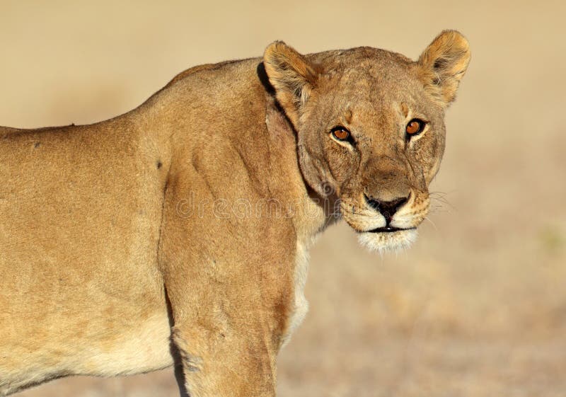 Lion with sunrise glare in her eyes stock photos Lion with sunrise glare in her eyes stock photos
