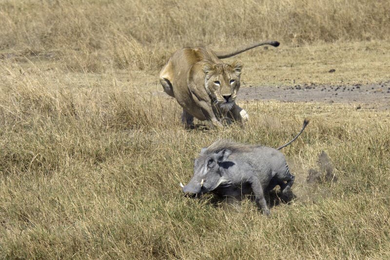 Lion sur la chasse Lion sur la chasse