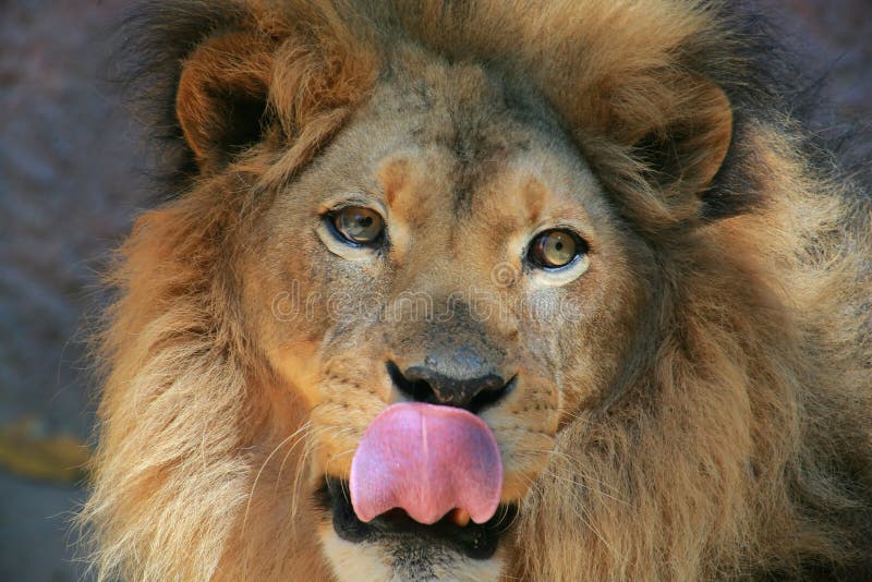 Lion tongue