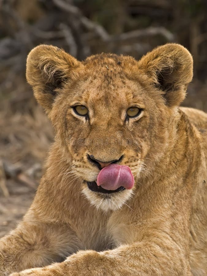 Lion Tongue