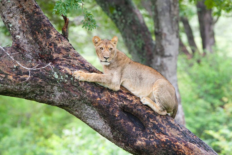 A young lion gripping onto the trunk of a wet tree. A young lion gripping onto the trunk of a wet tree