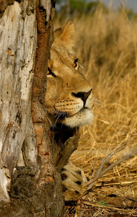 Lion in a tree