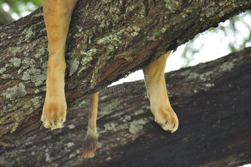 Lion in a tree in Serengeti National Park