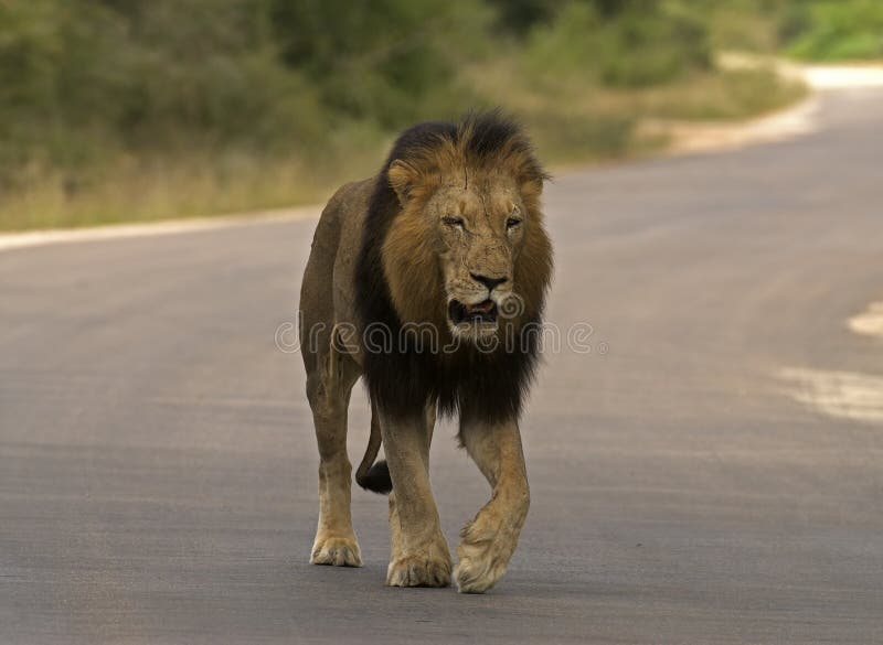 Lion walking