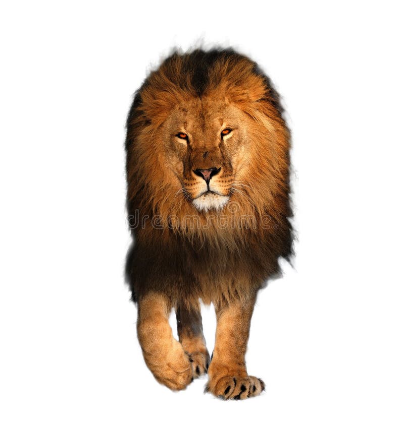 Lion walking isolated on white king of animals