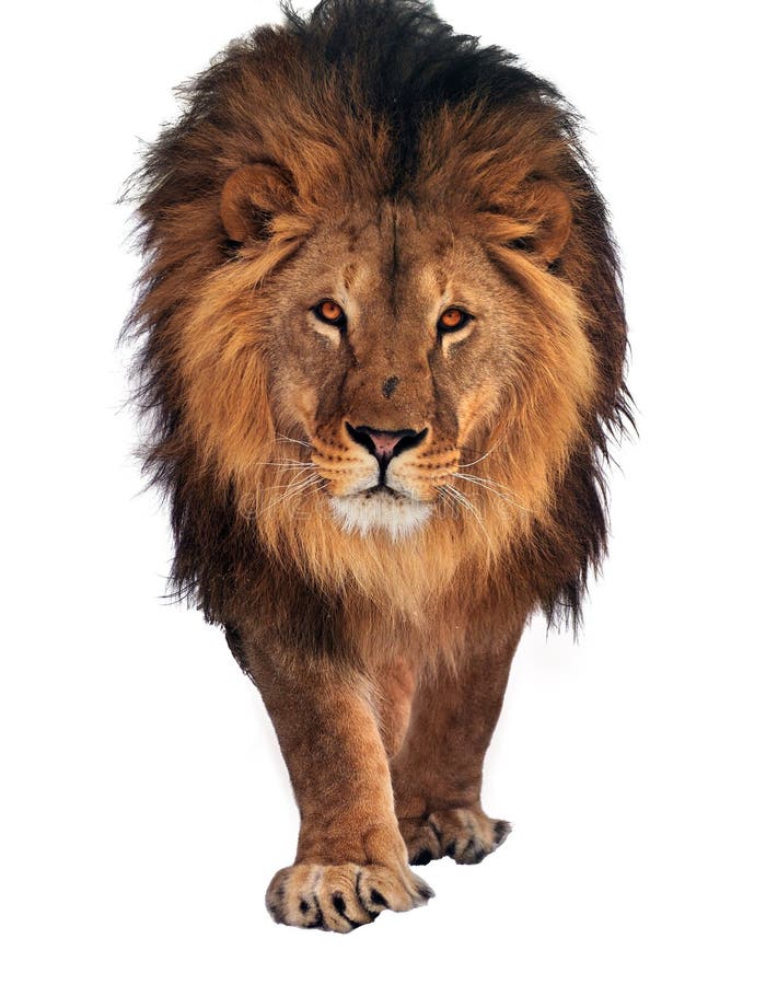 Lion walking and looking at camera isolated at white