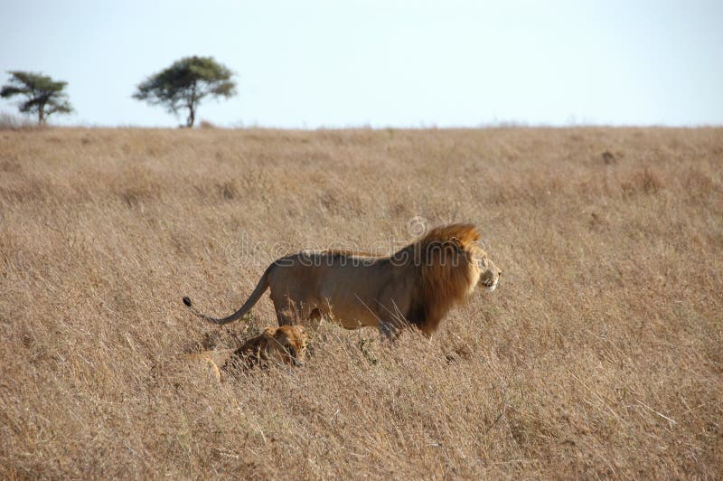 Female Lion Hunting stock photo. Image of serengeti, hunting 1215826