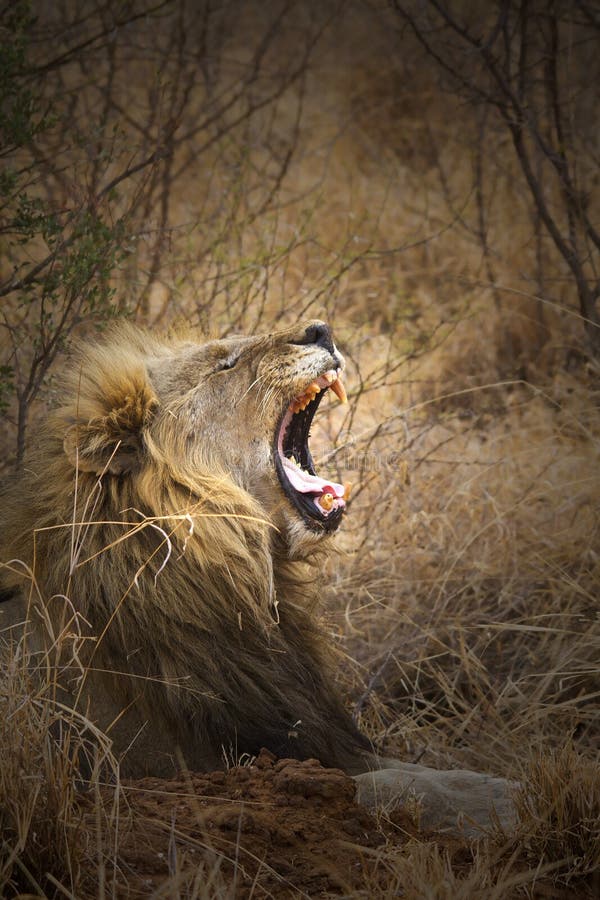 Lion Yawn