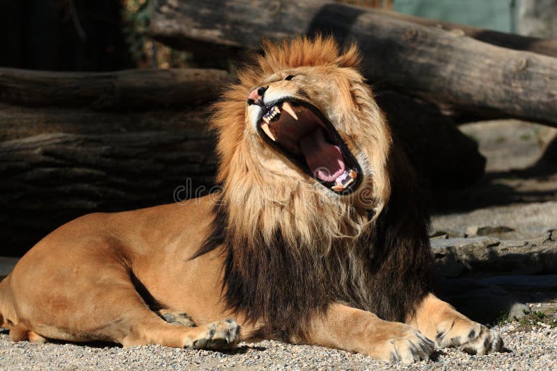  , bostezo, jardín zoológico a animales y plantas.