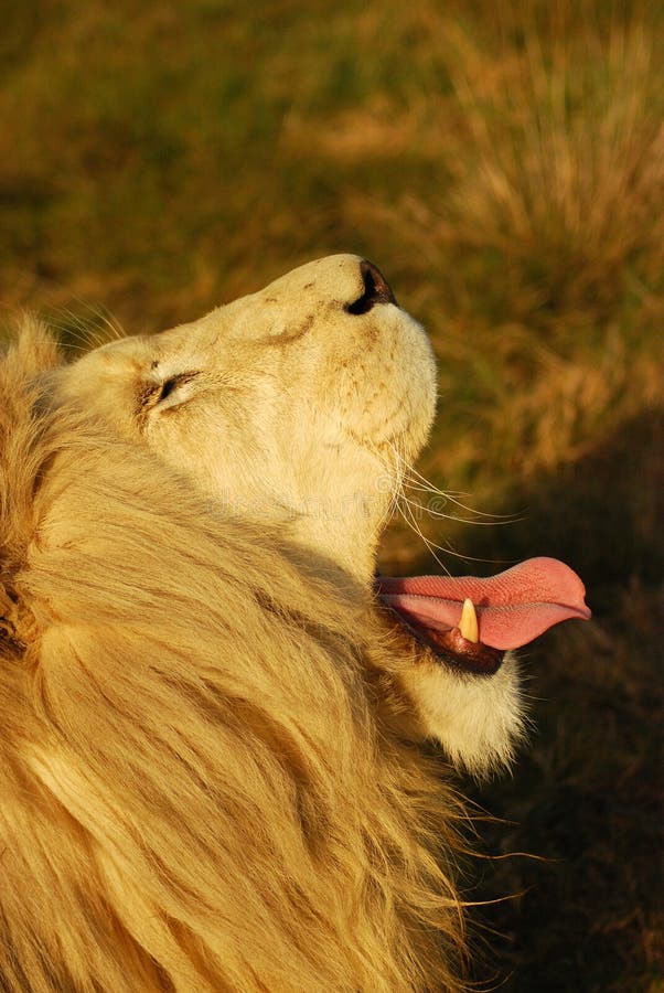 Lion yawning