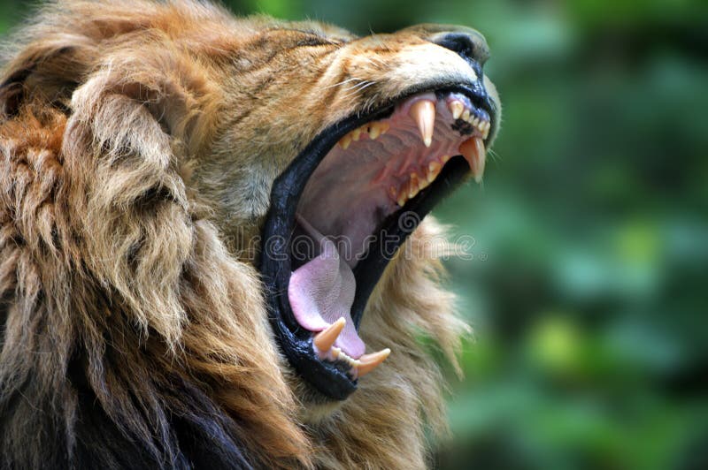 Lion yawning close up