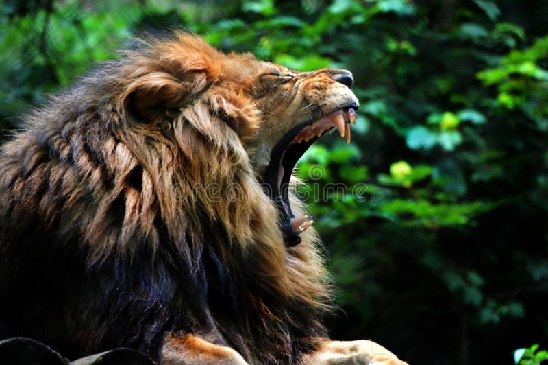 Lion yawning Dartmoor Zoo