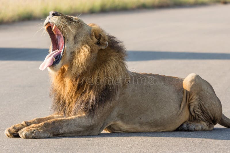 Lion Yawning