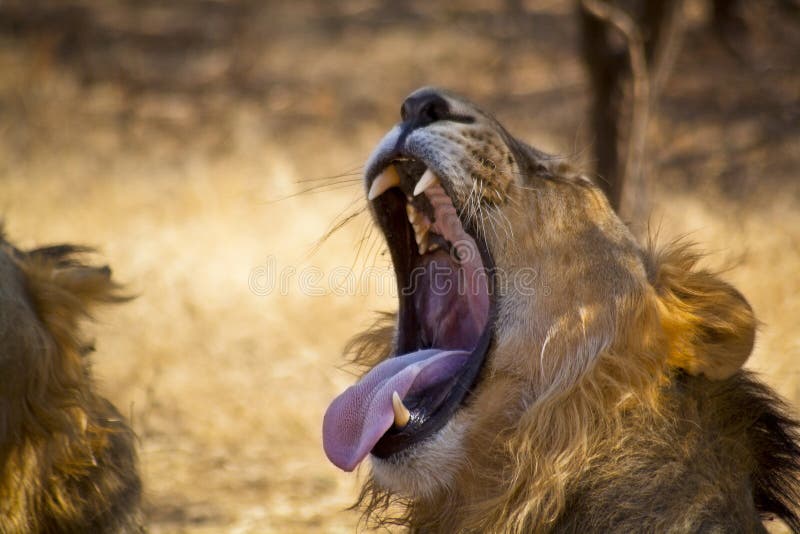 Lion yawning 1