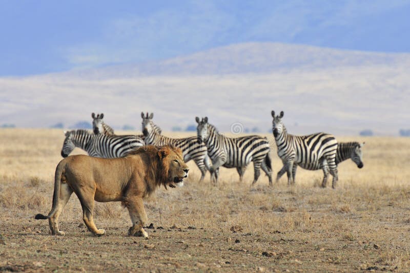 Lion and zebra stock photo. Image of safari, grass, ngorongoro 25248190