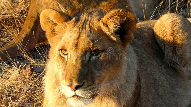 Lion in Zimbabwe, img