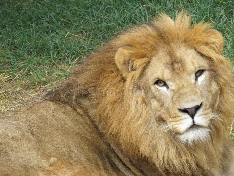 Lion stock photo. Image of paws, lion, feline, whiskers - 57597278