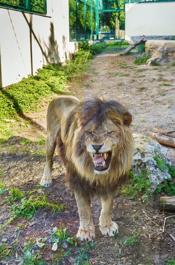 Lion in zoo, Slovakia