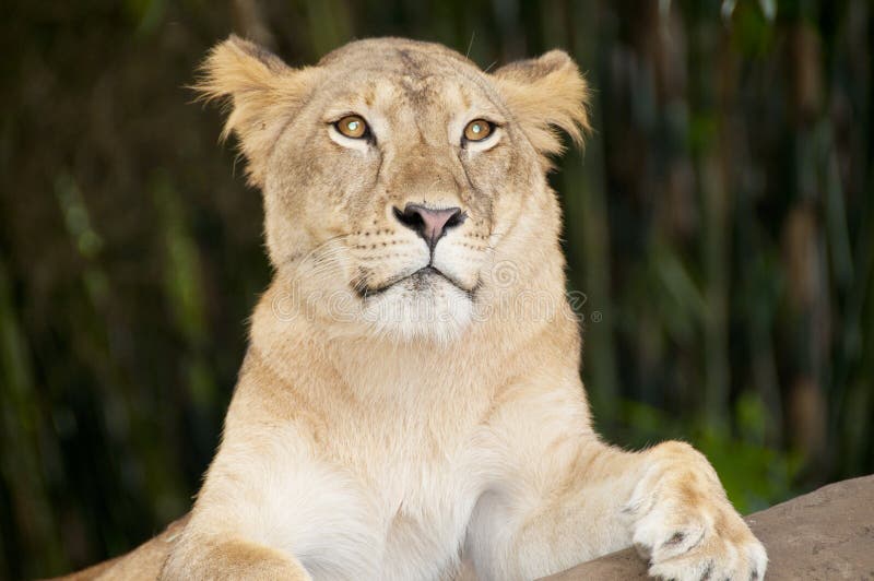 The Lioness stock photography