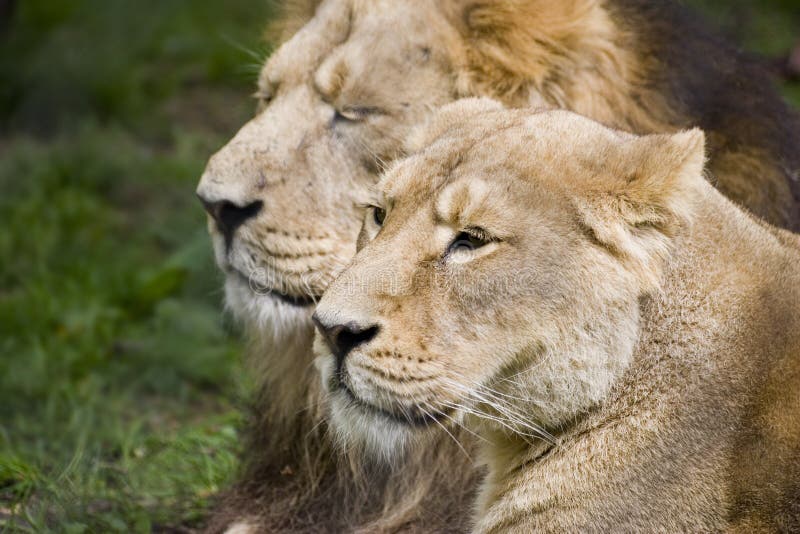 Lioness royalty free stock photo