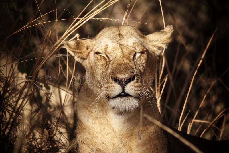 Lioness in the rain