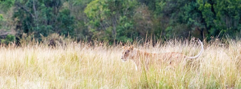 Lioness in Africa Tall Grass Web Banner royalty free stock images Lioness in Africa Tall Grass Web Banner royalty free stock images